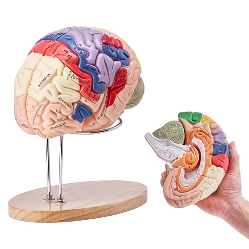 Human brain model - human, anatomy