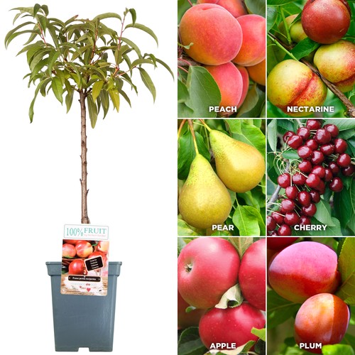 Patio fruit tree collection - tree,