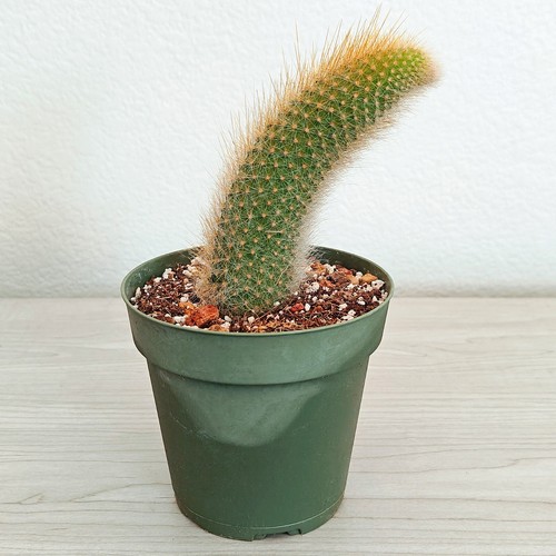 Cactus plant monkey tail - plant,