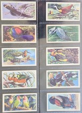 Tropical Birds Tea Cards Full