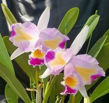 Rare Cattleya trianaei
