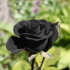 ROSE SEEDS BLACK ROSE FLOWER SEEDS U.K. SELLER