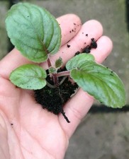 Sinningia eumorpha Bareroot Plant Rare Caudex Succulent Houseplant 