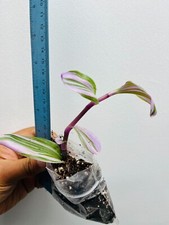 Tradescantia Nanouk