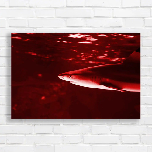 Tropical sea fish lone - tropical, shark