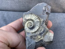 Pyrite Fossil Ammonite
