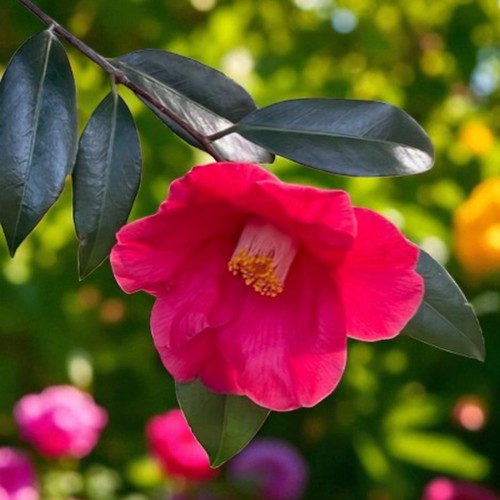 Camellia jupiter pot - 3l,