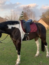 Ideal Jessica Dressage Saddle