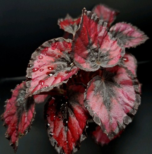 Begonia rex red kiss - begonia,