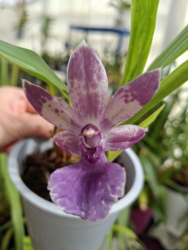 Rare zygopetalum orchid - rare,
