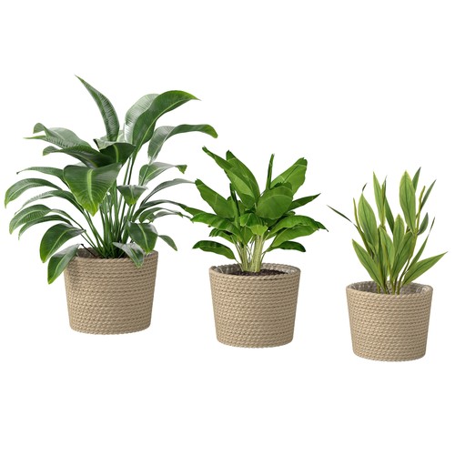 Seagrass plant pots set 3 - plant,