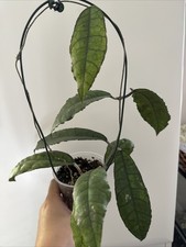 Hoya Nong Nooch Fresh Cutting Plant Rare House Plant