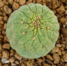 Trichocaulon cactiformis