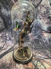 Madagascar Sunset Moth