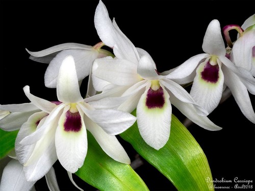 Dendrobium cassiope species - dendrobium,