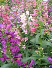 PENSTEMON barbatus var. praecox f. nanus 'Rondo' -25 seeds 