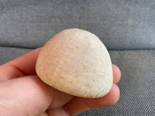 Fossil sea urchin - urchin, echinocorys