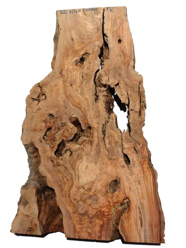 Olive burl wood - 1x, tree