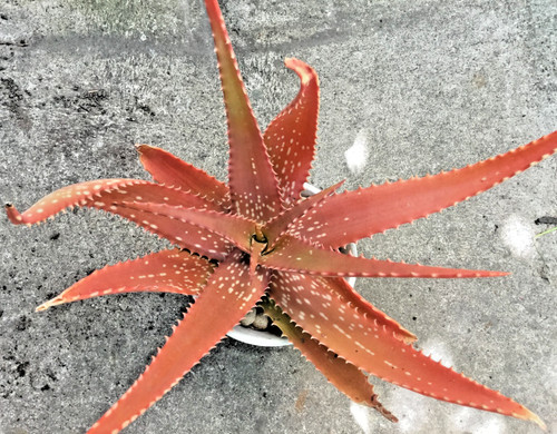Rooted aloe dorotheae red - aloe,