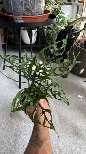 Monstera obliqua peru - monstera,