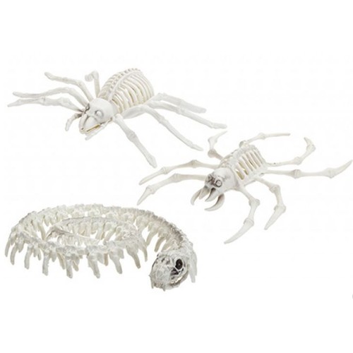 Skeleton animal spider crab - spider,,