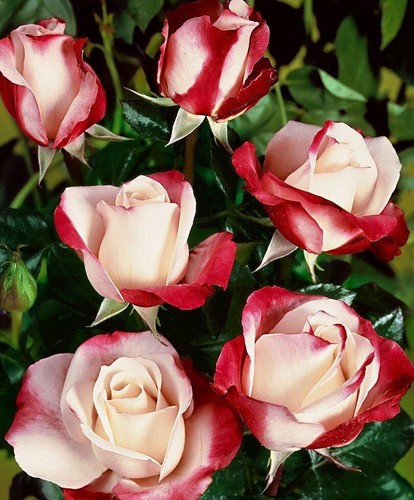 Nostalgie white red rose - red,