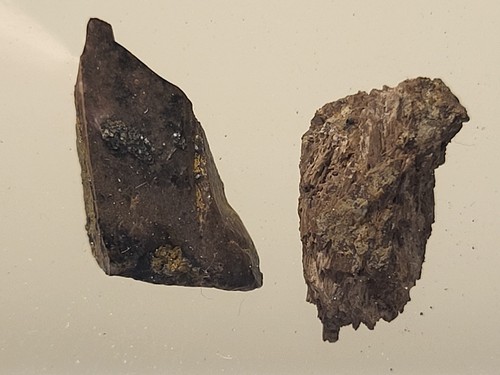 Rex tooth and caudal - tooth,