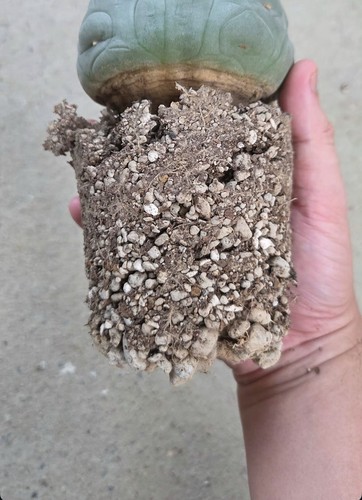 Cactus soil mix - cactus, years