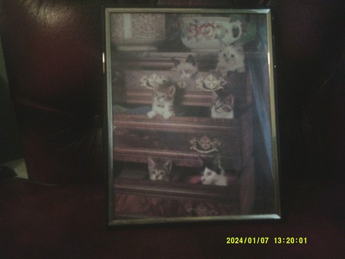 Cats drawers print framed - cats, in