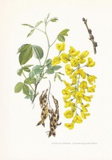 1960 COMMON LABURNUM Print -