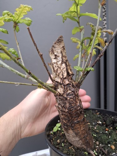 Chunky oak bonsai - chunky,