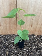 Indian Bean Tree - Catalpa