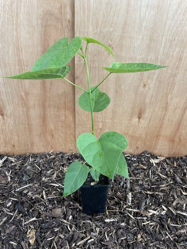 Indian bean tree - tree, catalpa