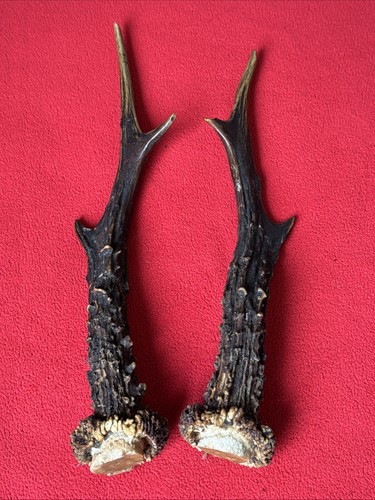 Pair roe deer antlers - pair,
