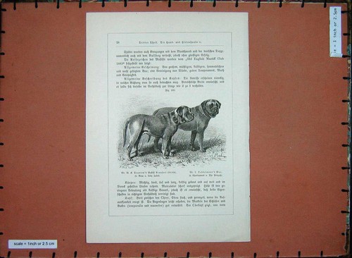 Animals dogs canine pets - canine,