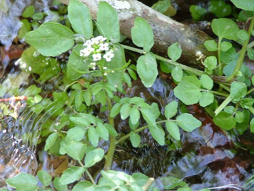 Leaded bunch of watercress - bunch,