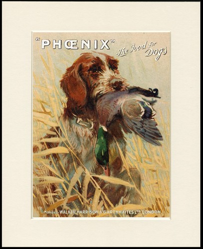 German wirehaired pointer dog - pointer,