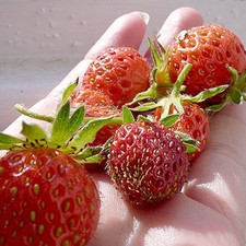 5  X  STRAWBERRY BARE ROOT