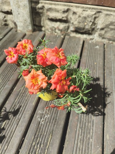 Moss rose plant - rose,