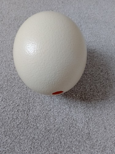 Large blown out - large, 6"