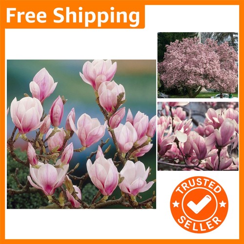 Deciduous magnolia shrub plant - deciduous,