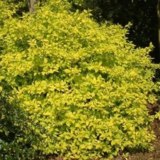Philadelphus coronarius