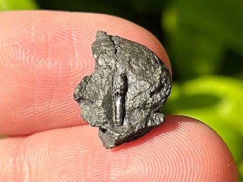 Pristiophorus smithi fossil - pristiophorus,