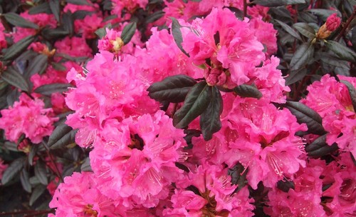 Landmark rhododendron plant - rhododendron,