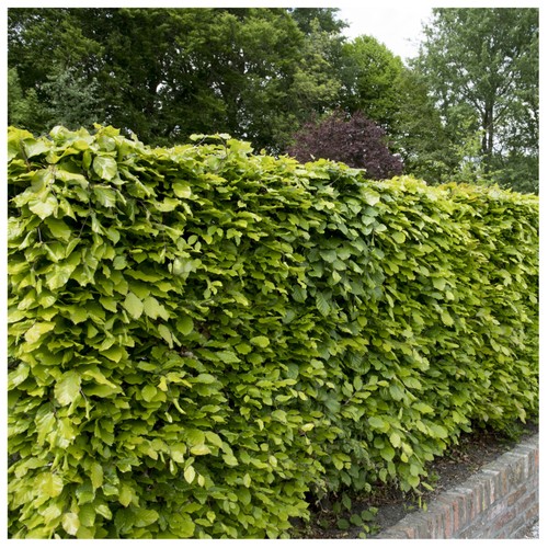 Green beech hedging plants 2 - green,