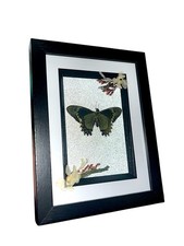 Battus madyes swallowtail