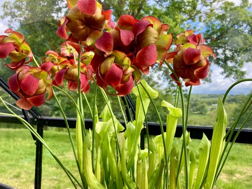 Live sarracenia division - sarracenia, from