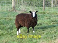 Photo 6x4 Zwartble sheep on Hadrian's Wall near Milecastle 29 Simonburn I c2009