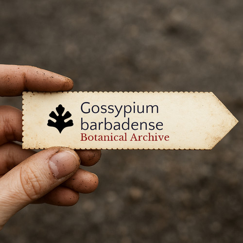 Gossypium barbadense cotton - barbadense,