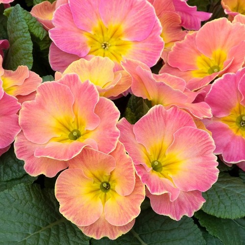 Primula chameleon x12 plug - primula,